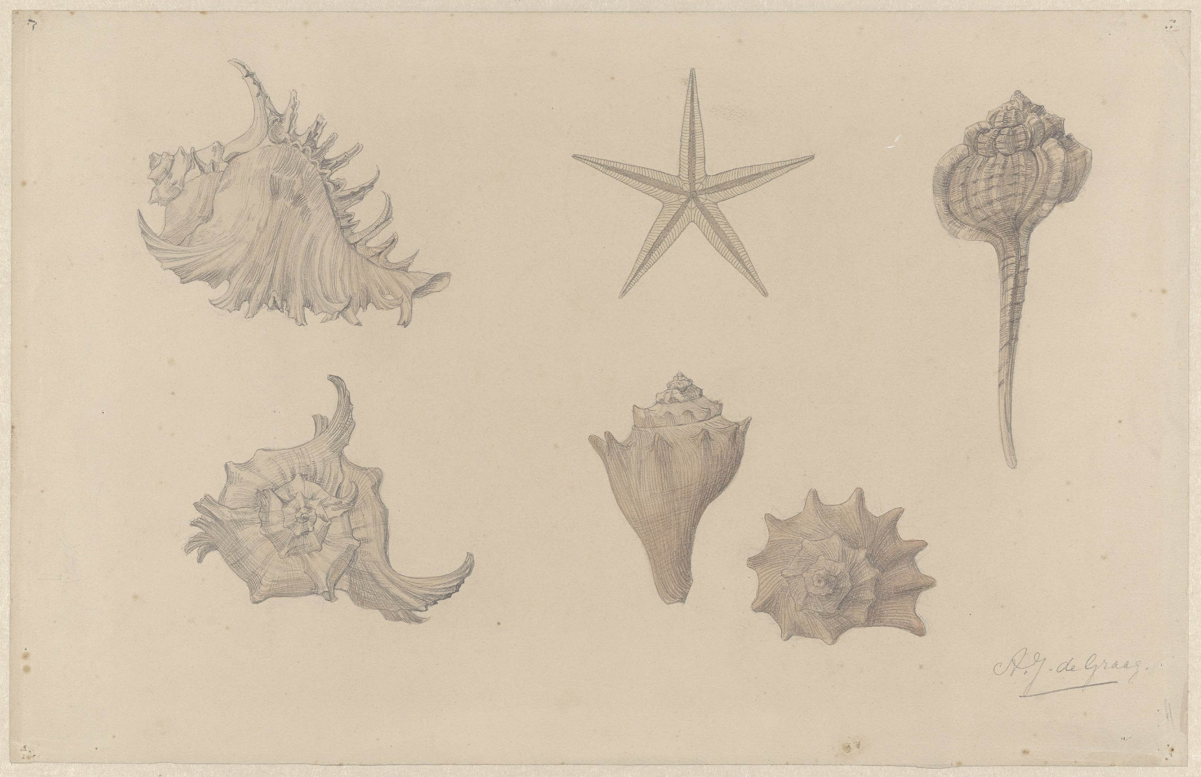 Schelpen Julie de Graag Rijksmuseum